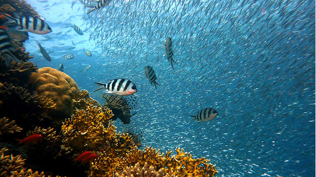 school of fish