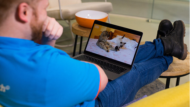 Man kijkt kattenfilmpjes op MacBook. 