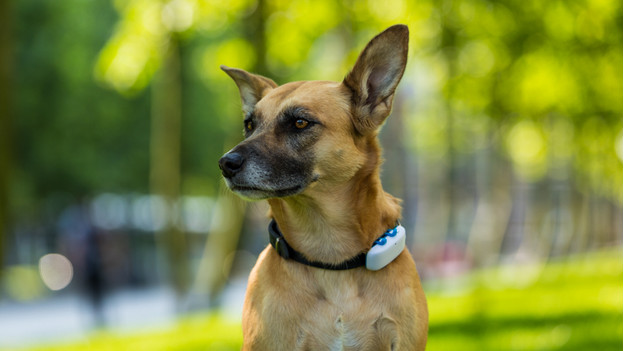 Hond met gps tracker Tractive