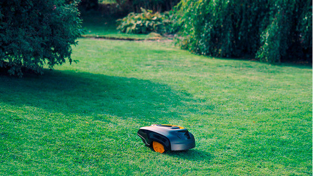 Robot-tondeuse dans l'herbe