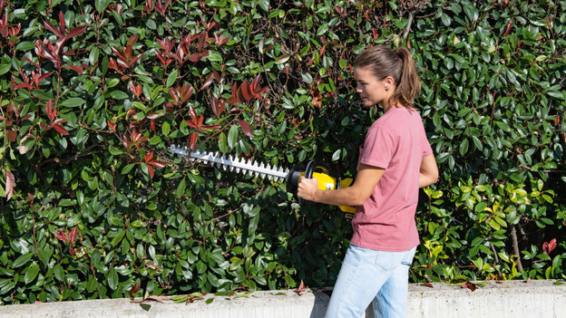 Pruning Portuguese laurel