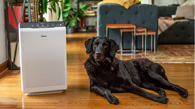 Purificateur d'air qui aide en cas d'odeurs d'animaux