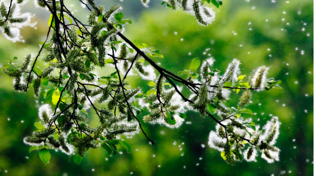 Purificateur d'air pour le pollen