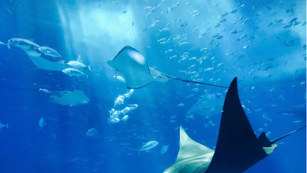 underwater world