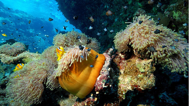 vibrant coral