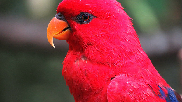 Dieren dichterbij halen