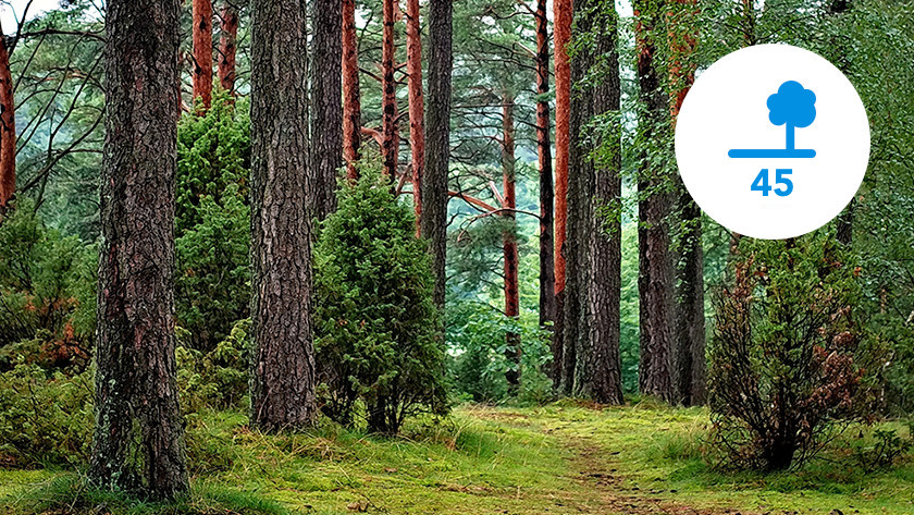 Forest with 45 trees