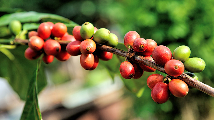 Origine du grain Arabica