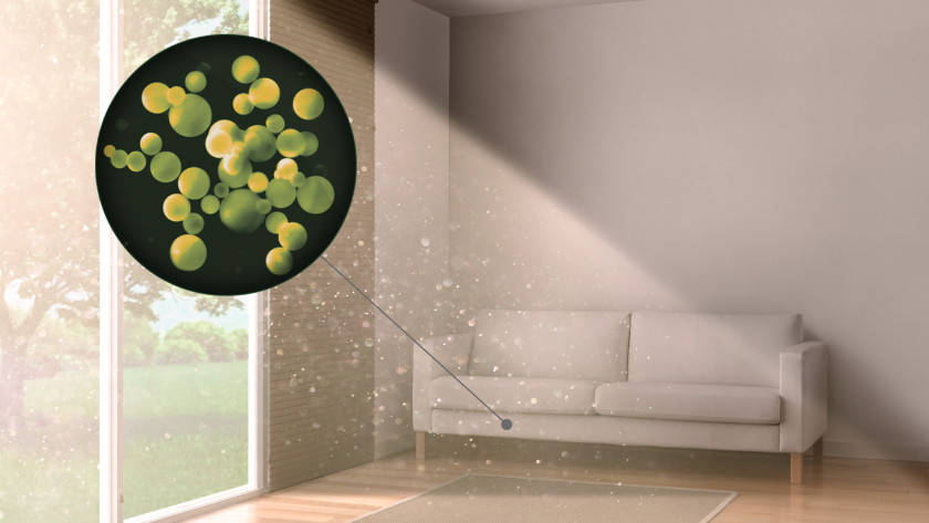 Dust mites