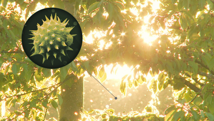 Pollen