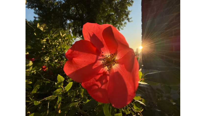 iphone 16 close-up bloem