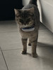 Tractive GPS Cat (IKATI) (Image 1 of 2)