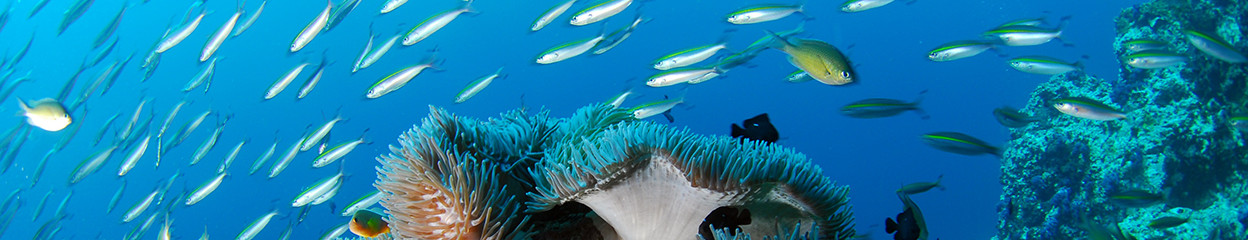 Zo maak je de beste onderwaterfoto