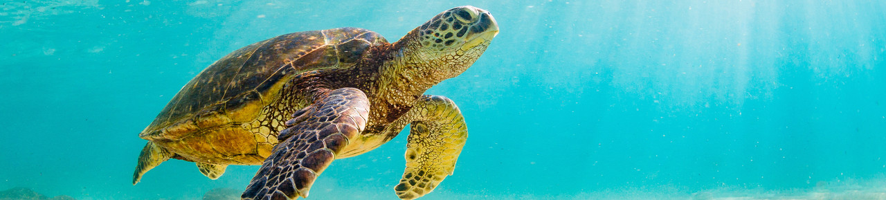 Everything on HP and sustainability