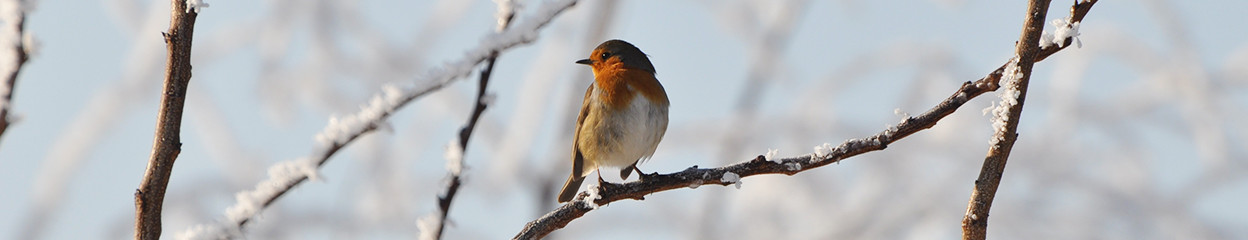 6 tips om je tuin winterklaar te maken