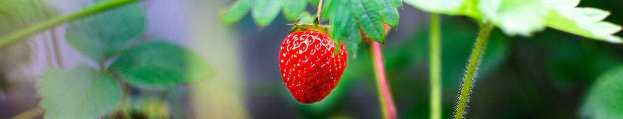 Qu'est ce qu'un objectif macro et quand faut-il l'utiliser ? 