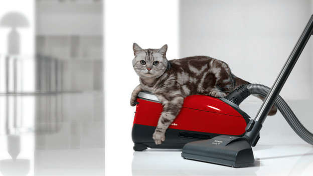 Animaux et passer l'aspirateur