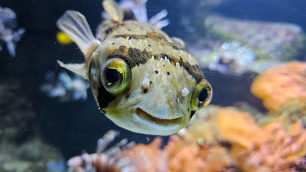 Standard lens S23 Ultra