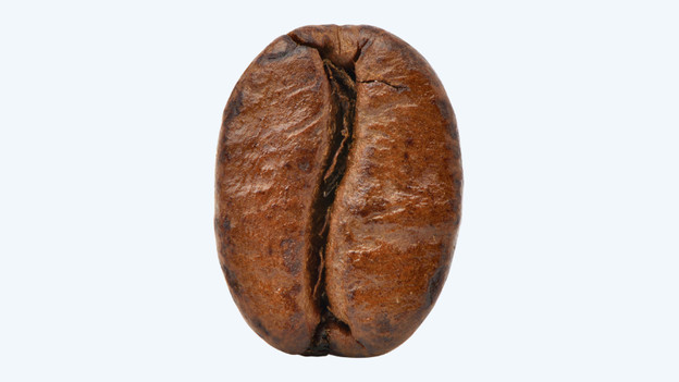 Arabica : ovale et grand