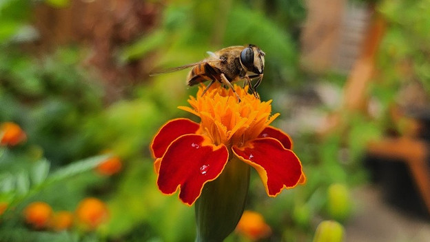 Objectif macro du Samsung Galaxy Z Flip 4