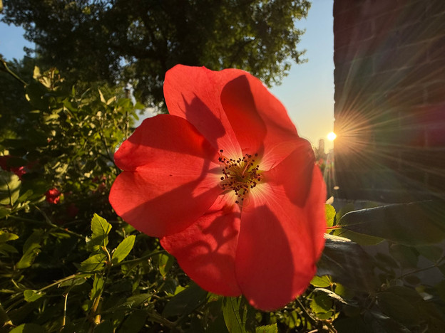 iphone 16 close-up bloem