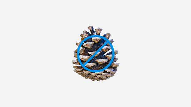 Pinecone