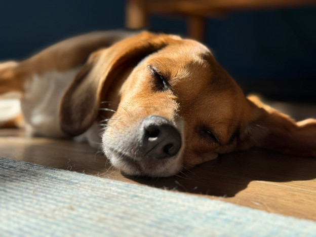 iphone 16 foto huisdier