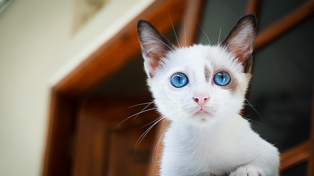 Photographier des animaux