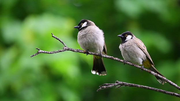 Objectifs macro avec différentes focales