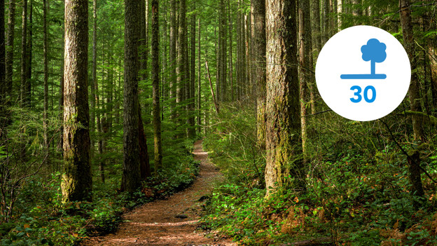 30 arbres doivent pousser pendant un an pour compenser un E