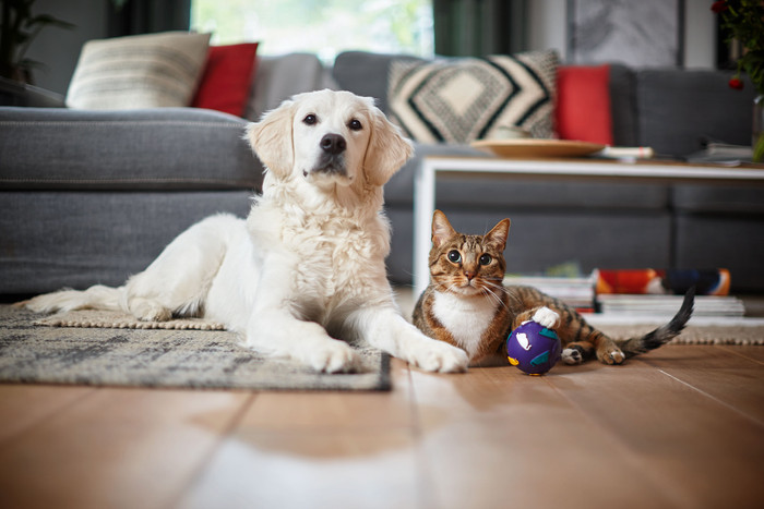 Philips XB9154/09 visual leverancier