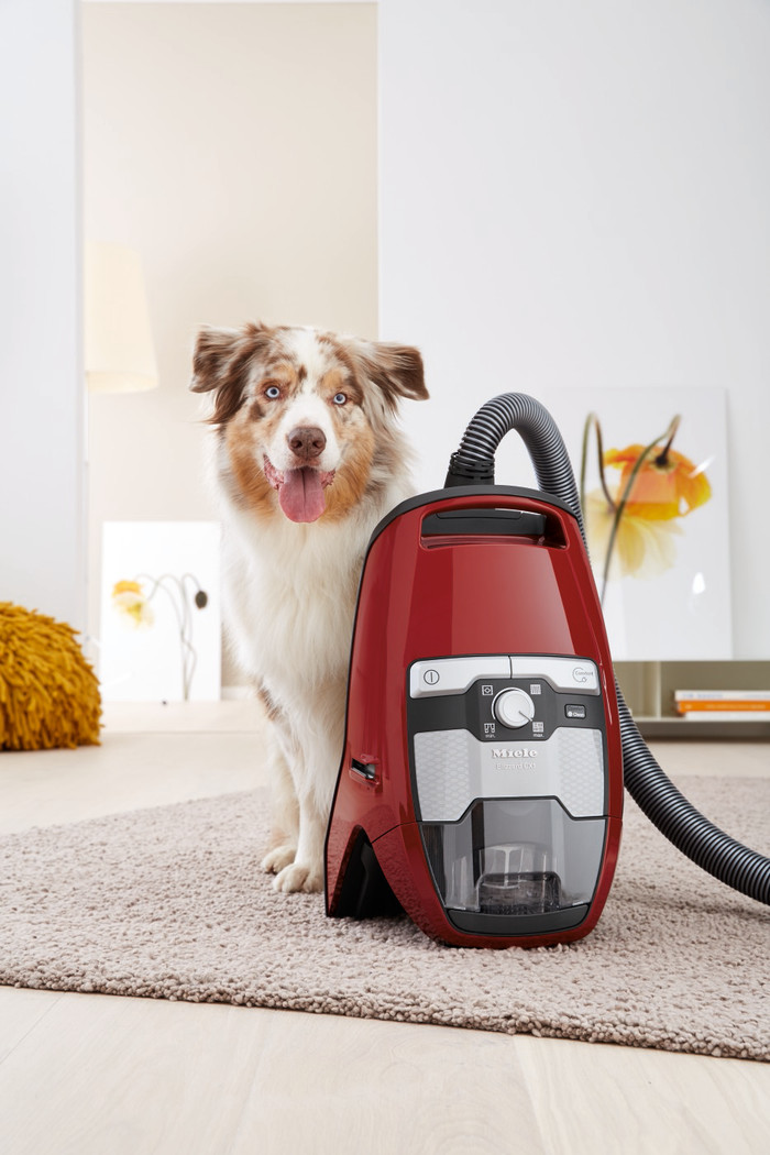 Miele Blizzard CX1 Cat & Dog PowerLine Mangorood product in gebruik