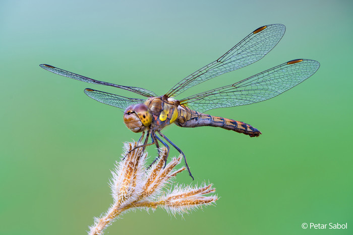 Sony FE 100mm f/2.8 Macro GM OSS visual leverancier