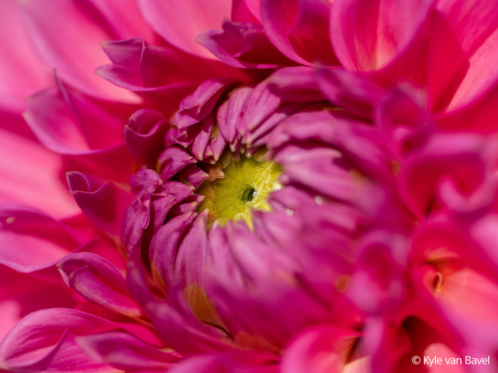 Sony FE 100mm f/2.8 Macro GM OSS visual leverancier