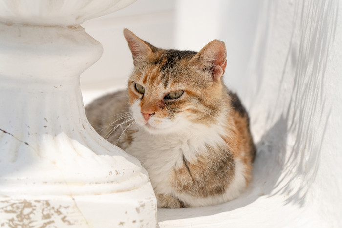 Tamron 25-200 mm f/2.8-5.6 Di III VXD G2 Sony FE visuel fournisseur