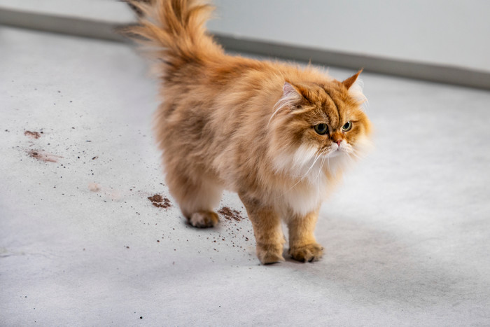 Rowenta X-CLEAN 4 GZ5036 2-in-1 product in gebruik