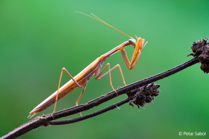 Sony FE 100mm f/2.8 Macro GM OSS visual leverancier