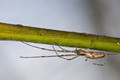 Canon MP-E 65mm f/2.8 1-5x Macro Photo (Afbeelding 1 van 2)
