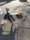 GoPro Fetch Dog Harness (Image 2 sur 2)