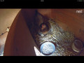 Google Nest Cam Outdoor (Image 4 sur 15)