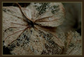 Canon MP-E 65mm f/2.8 1-5x Macro Photo (Afbeelding 2 van 2)