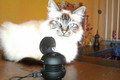 XM-I X-Mini v1.1 Capsule Speaker Black (Afbeelding 1 van 1)