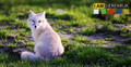Nikon AF-S 70-200mm f/2.8G ED VR II (Afbeelding 1 van 3)